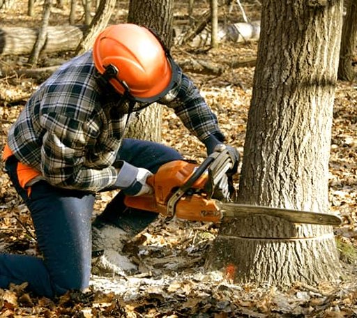 Tree Removal in Warm Springs, VA